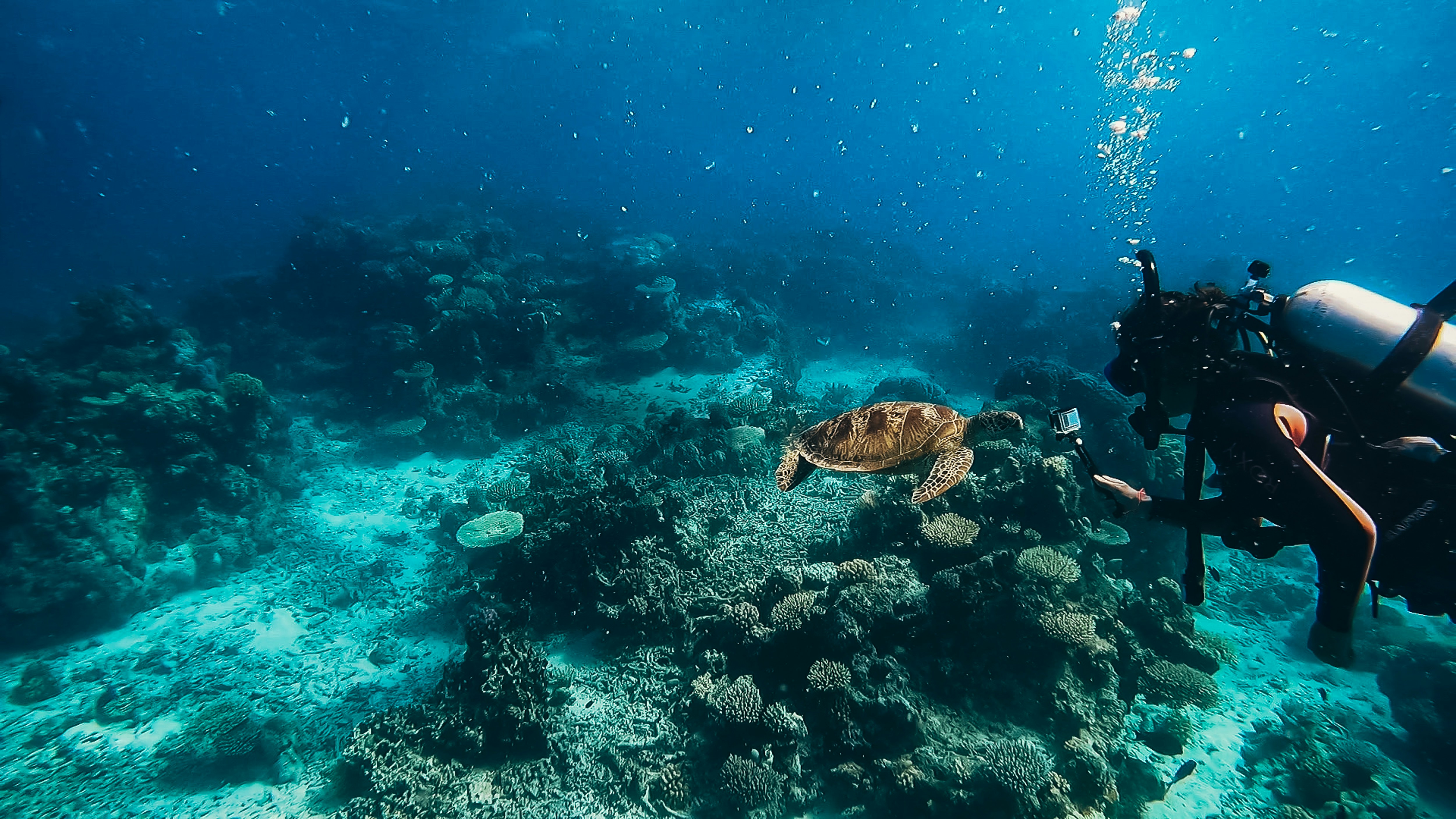 diving in vaadhoo caves maldives