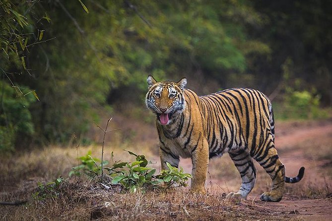 Bandhavgarh National Park