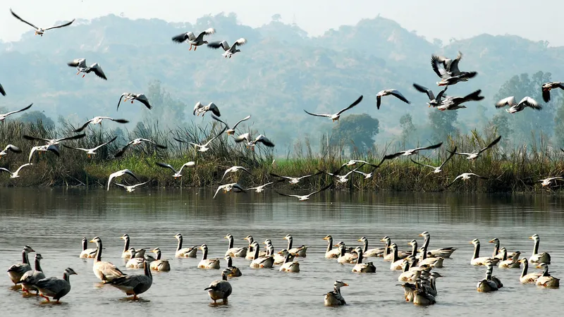 Harike wetlands & Bird Sanctuary