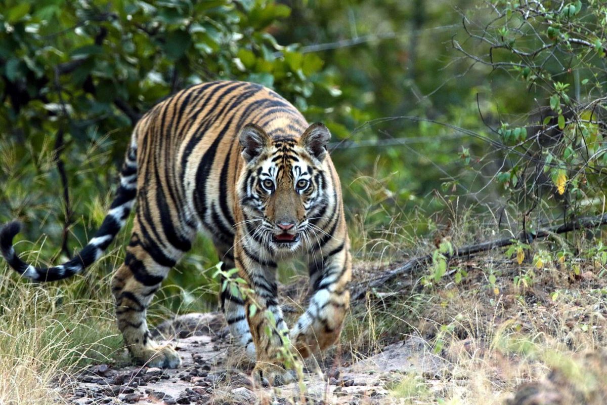 Pench National Park