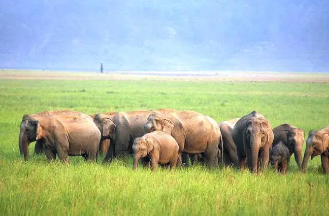 Manas National park