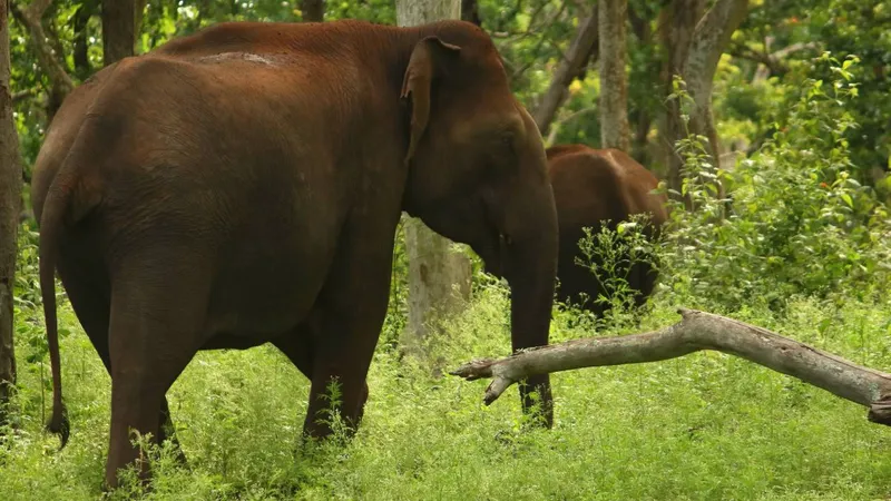 Mudumalai