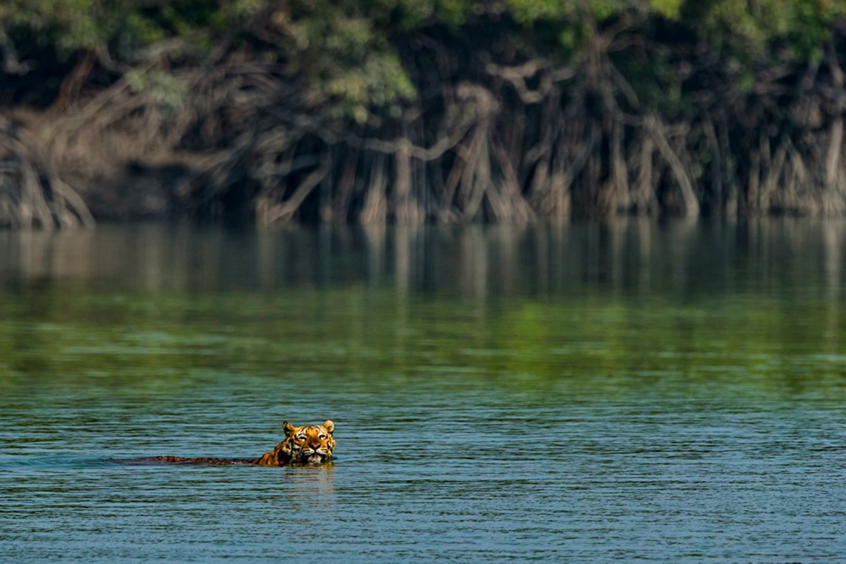 Sundarbans