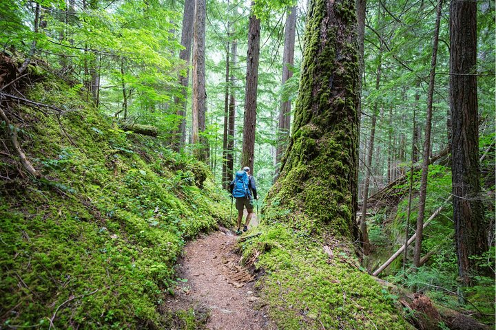 A stroll through the Pine Forest