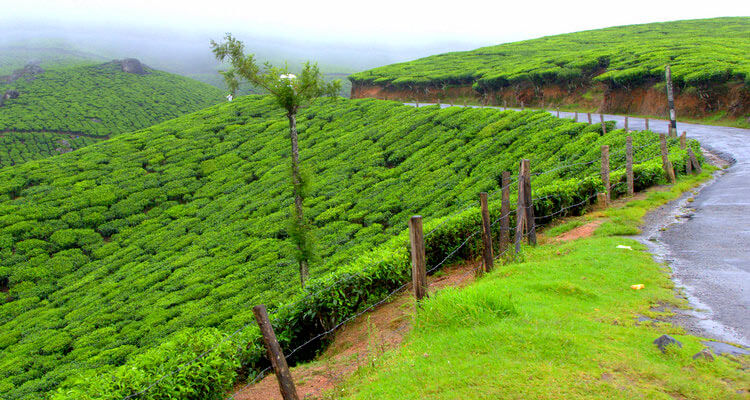 Lockhart Gap Munnar