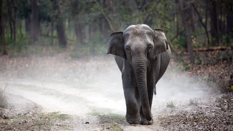 Jim Corbett National Park