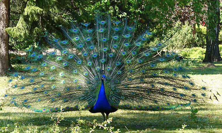 Singhori Wildlife Sanctuary