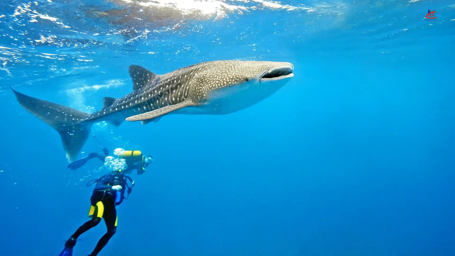 Snorkeling in Hanifaru Bay Maldives