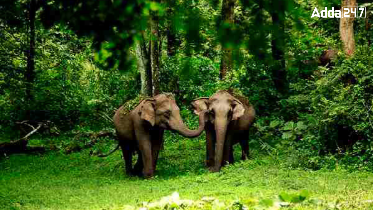 Wayanad Wildlife Sanctuary, Kerala