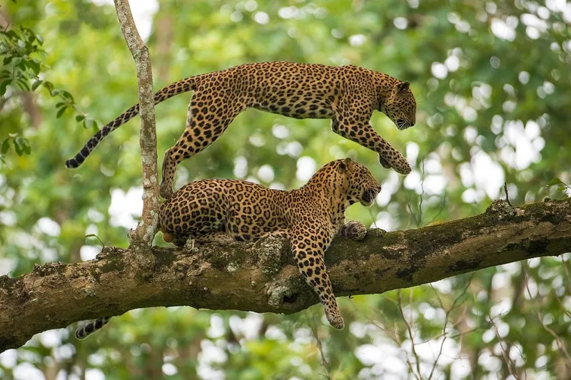Sukhna Wildlife Sanctuary