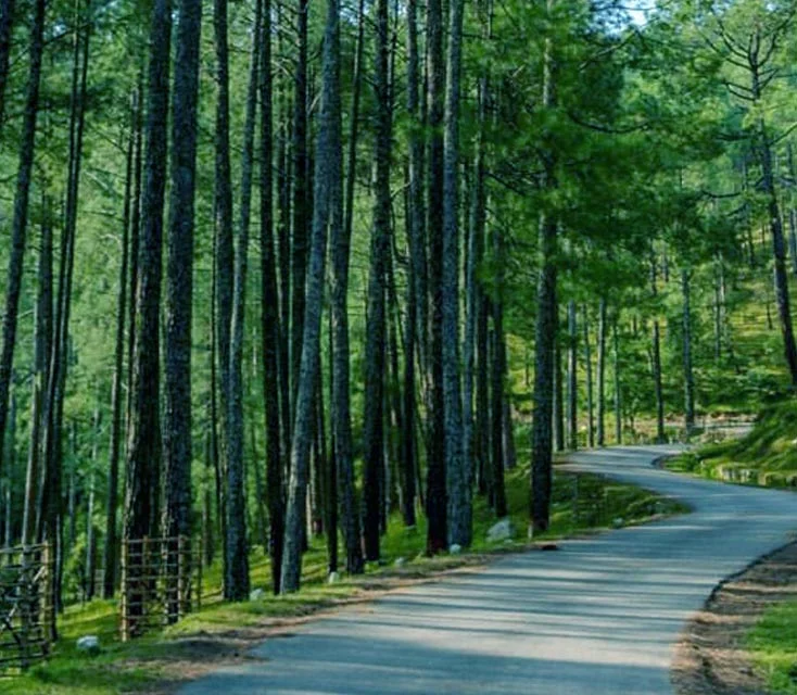 Pine Forest,Ooty