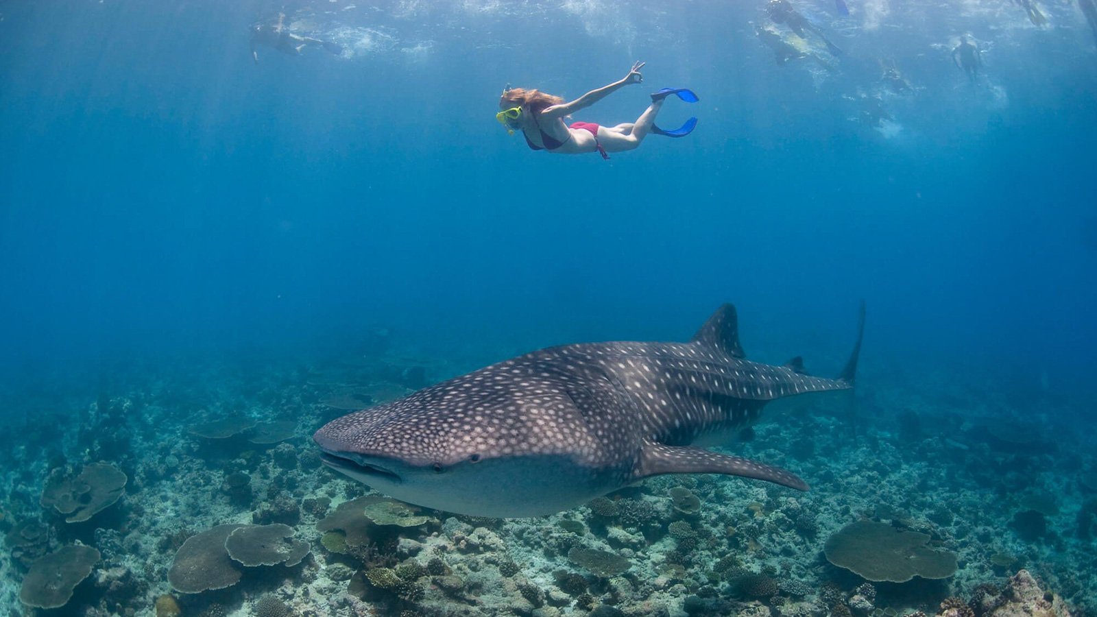Snorkeling  In Ari Atoll Maldives