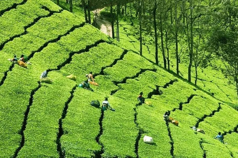 Savoi Spice Plantation