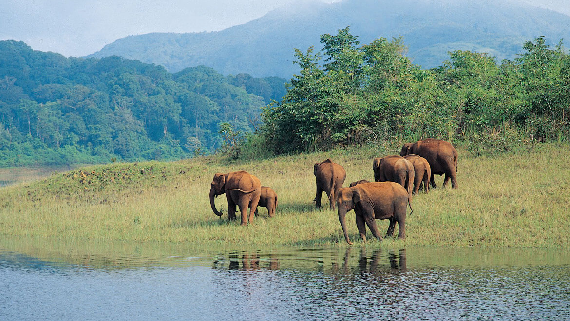 Periyar National Park, Kerala