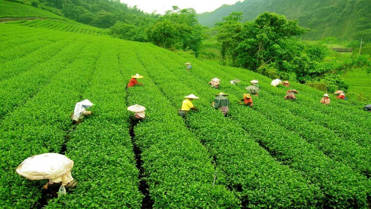 Tea Gardens In Munnar