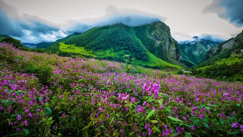Valley of Flowers,Uttarakhand