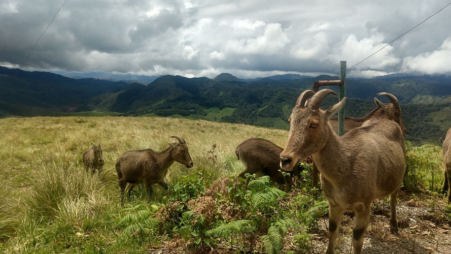 Eravikulam National Park Munnar