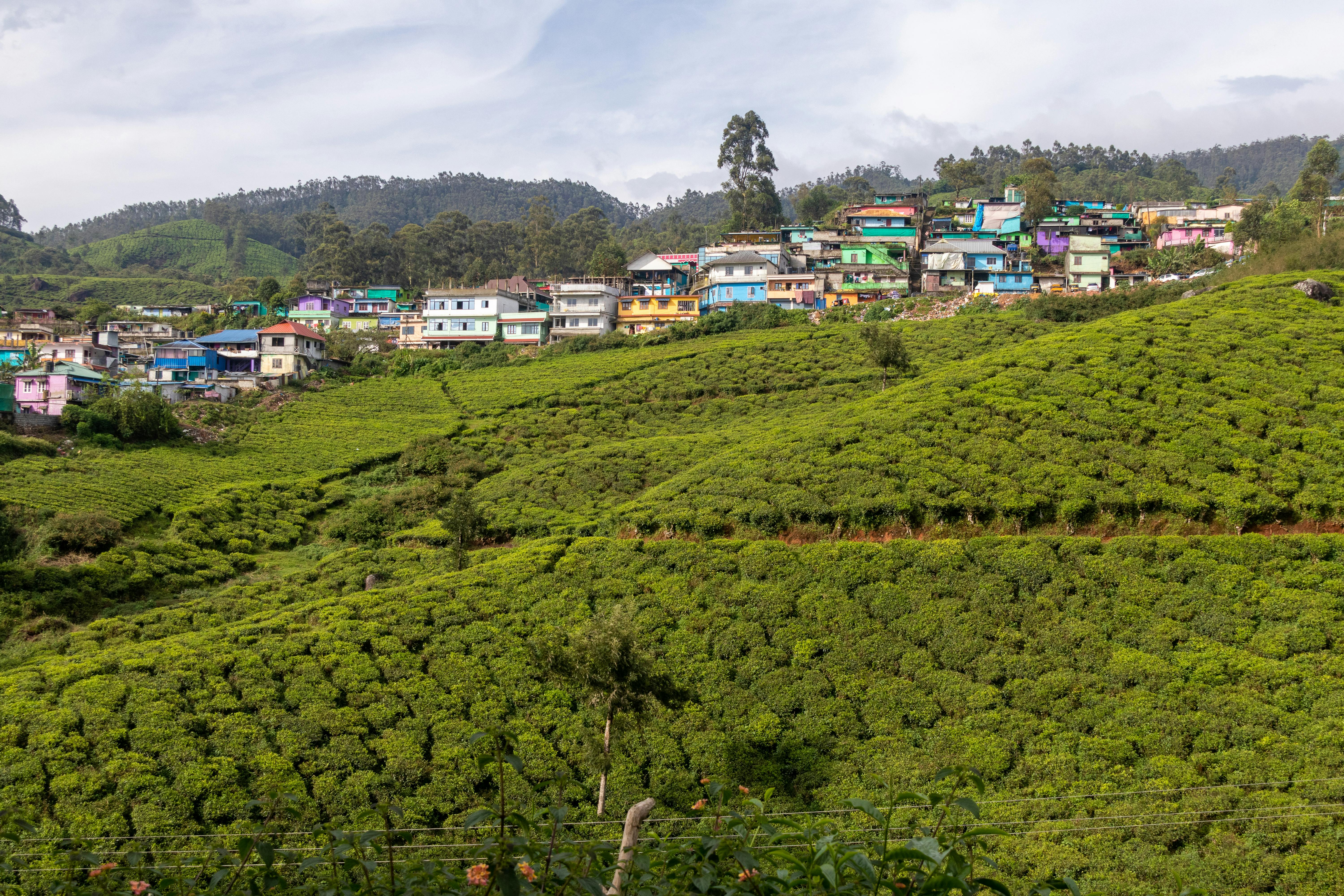 Munnar, Kerala