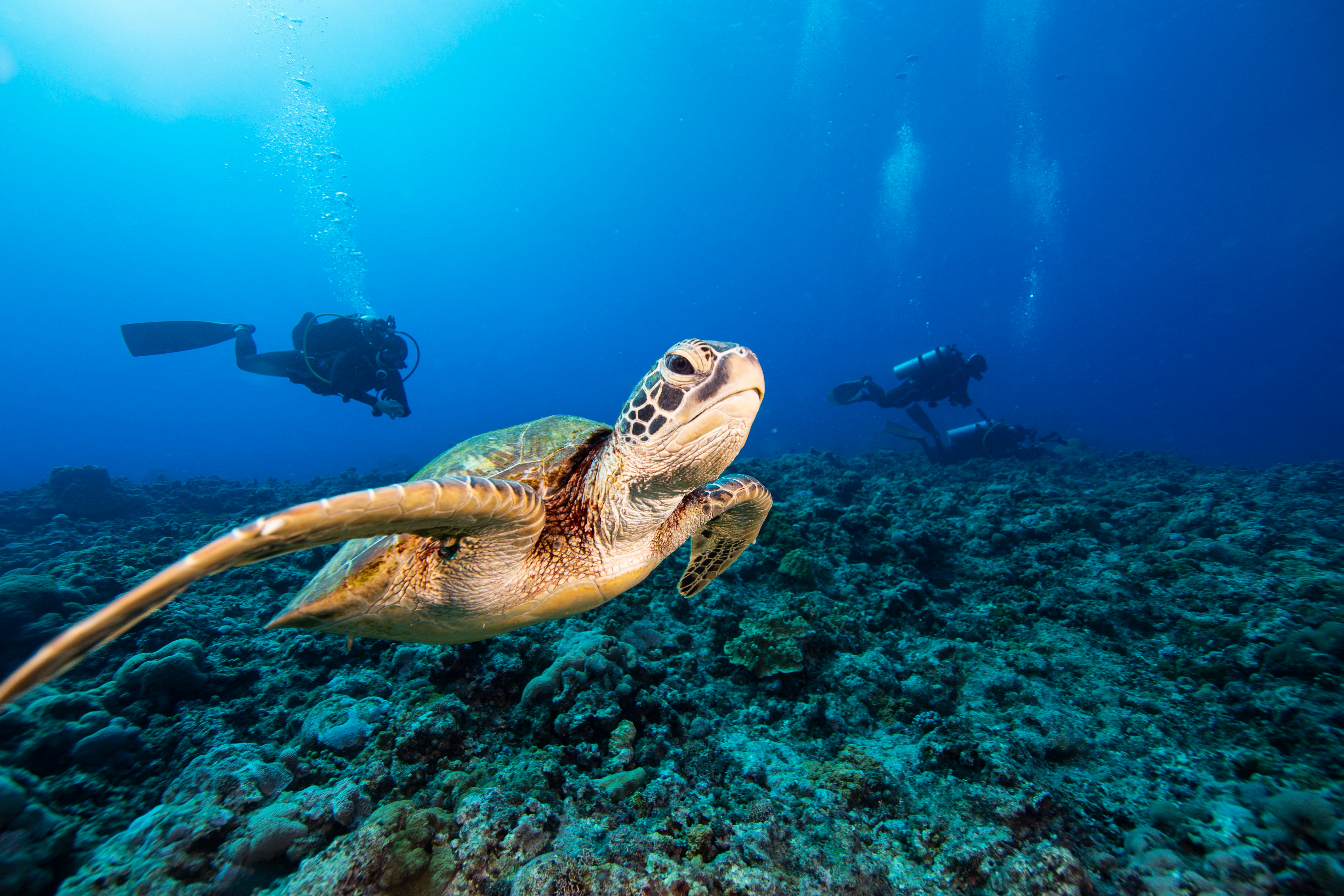 Snorkeling in Bathala Maagaa Kan Thila maldives