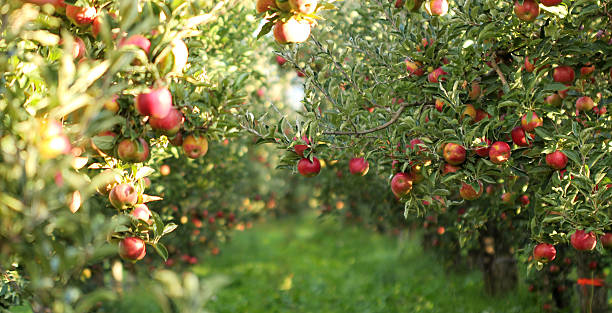 Take a trip down the Apple Orchards