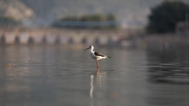 Mount Abu,Rajasthan