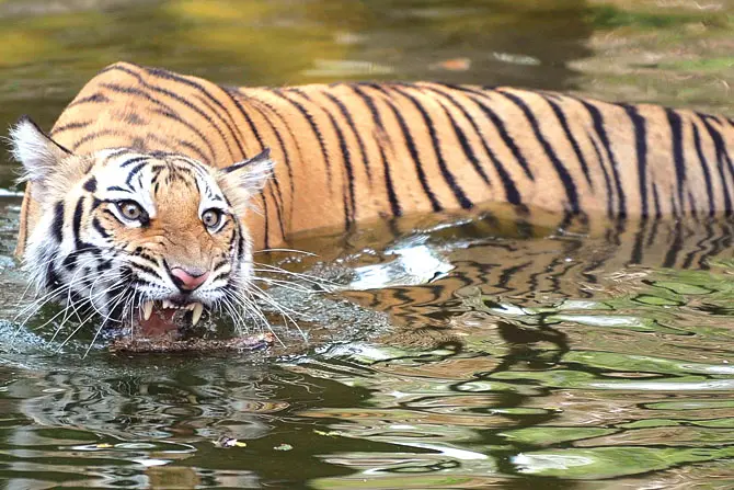 Sanjay Gandhi national park