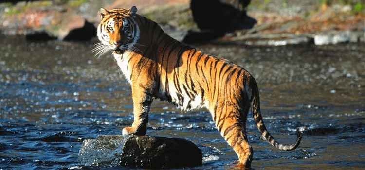 Chattbir Zoo