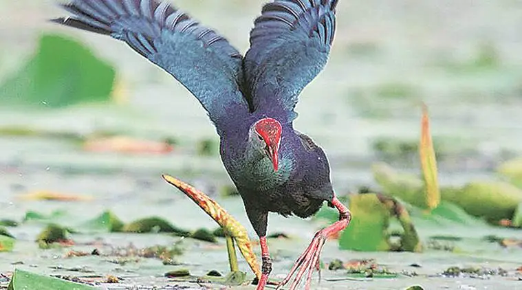 Nangal wetlands,Punjab